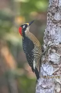 Black-cheeked Woodpecker