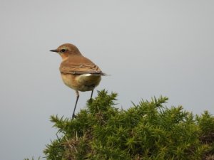 Wheatear (female)