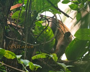 Northern Tamandua Anteater