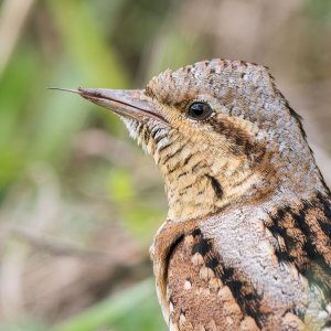 Wryneck_20220914_00220-CR3_DxO_DeepPRIME-2.jpg