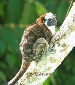 Geoffroy's tamarin