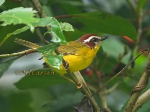 Chestnut-capped Warbler