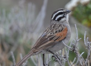 Cape Bunting