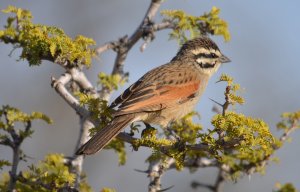 Cape Bunting