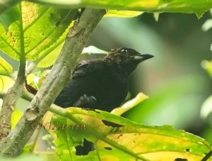 Tawny-crested Tanager immature male