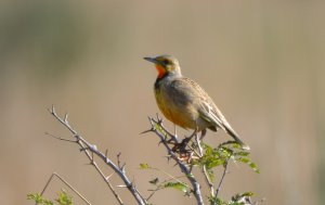 Cape Longclaw