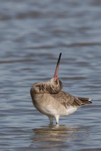 black-tailed godwit