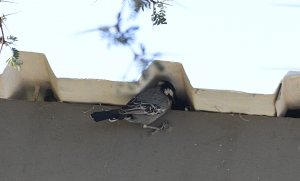 Ashy Tit with youngster