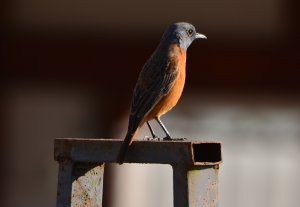 Cape Rock Thrush meets urban