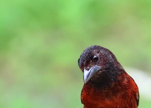 Crimson-backed Tanager (female)