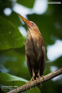 Cinnamon Bittern, Borneo