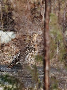 Female capercaillie