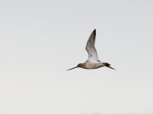 Female bar-tailed godwit in flight