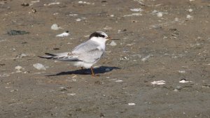 little tern