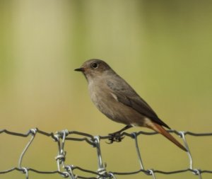 Black Redstart (F)