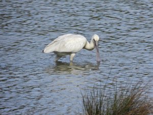 Spoonbill