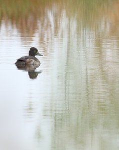 Tufted duck