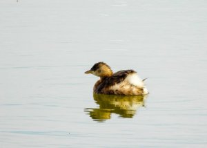 Little Grebe