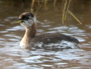 Red-Necked Grebe 1