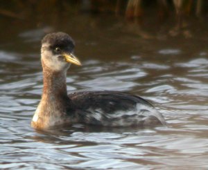 Red-Necked Grebe 2