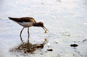 Common_Greenshank_Stewart_J