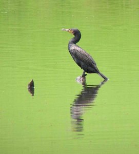 Little Black shag