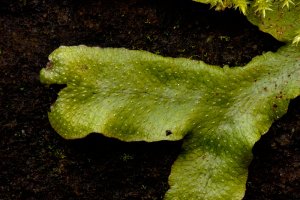 Conocephalum Liverwort