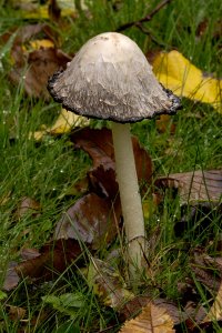 Shaggy Ink Cap