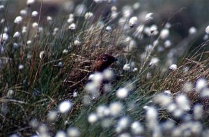 Red Grouse