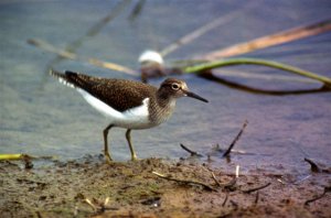 Green_Sandpiper