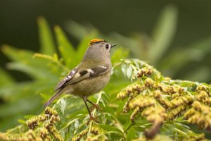 Goldcrest