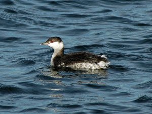 Slavonian Grebe