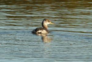 Red-necked grebe