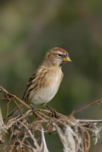 Redpoll