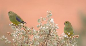 Blue-winged Parrots