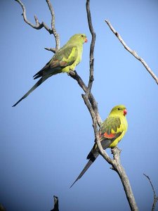 Regent Parrots