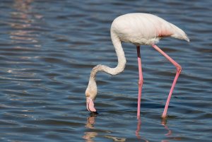 _G3B0604.jpg Greater Flamingo