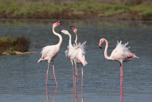 _G3B0884.jpg Greater Flamingos