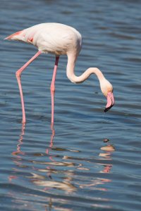 _G3B0648.jpg Greater Flamingo
