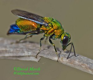 The colourful Ruby Tailed, Cuckoo-wasp