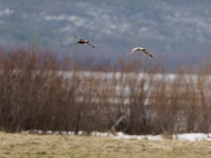 Pair of bar-tailed godwits in flight