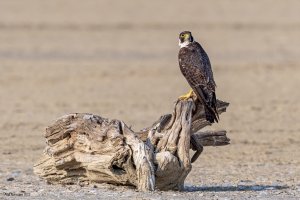 Peregrine Falcon