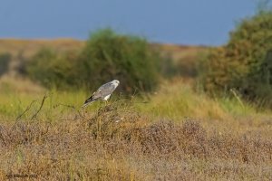 Pallid Harrier male