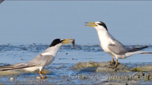 Little tern, rite of the little fish (Sternula albifrons)