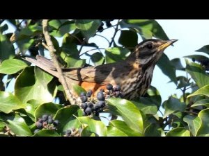 The last Thrushes of spring