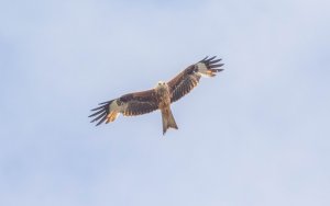 Red Kite