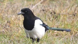 Magpie grazes (Pica pica)