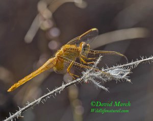 The "Keeled Skimmer” (Female Dragonfly)