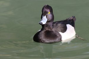 tufted duck (male)