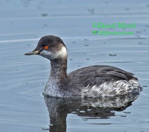 Black-necked Grebe (Adult in Winter)